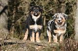 BERGER AUSTRALIEN PUPPIES 599